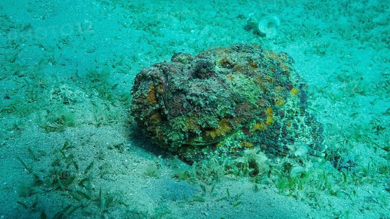 Close-up of the Stonefish lies on sandy bottom covered with green seagrass. Reef Stonefish