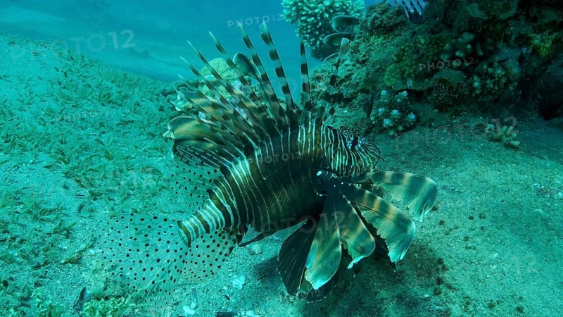 Common Lionfish or Red
