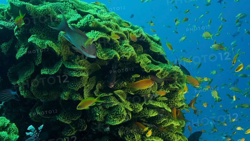 School of Lyretail AnthiasÂ or Sea Goldie