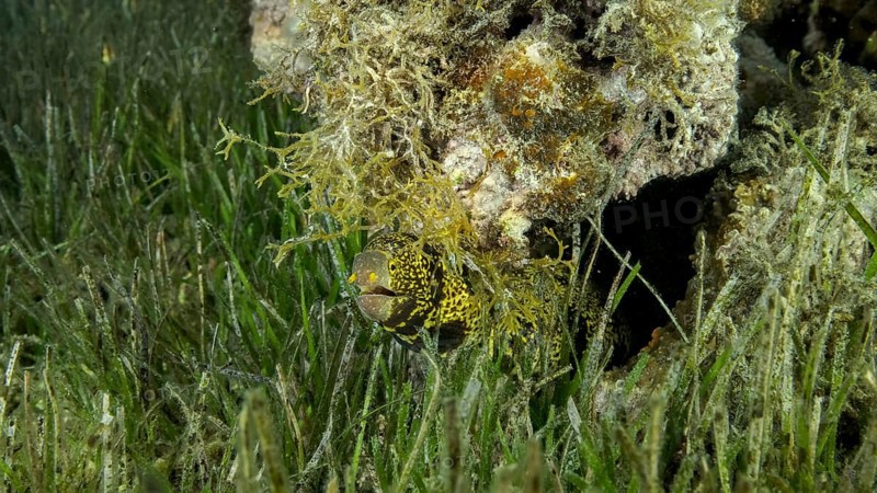 Close-up of Moray on coral reef. Snowflake moray