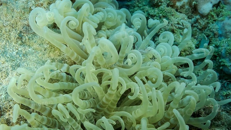 Small transparent shrimp sits on an anemone. Red Sea