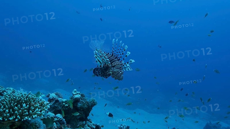 Common Lionfish or Red