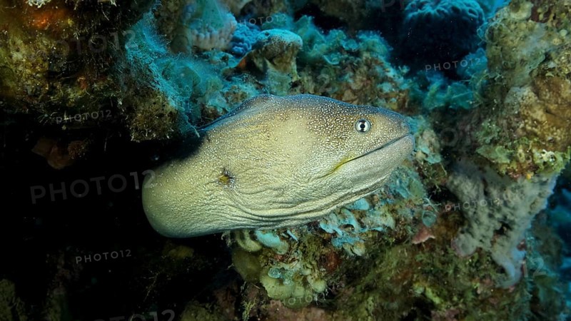 Close-up portrait of Moray peeks out of its hiding place. Yellow-mouthed Moray Eel