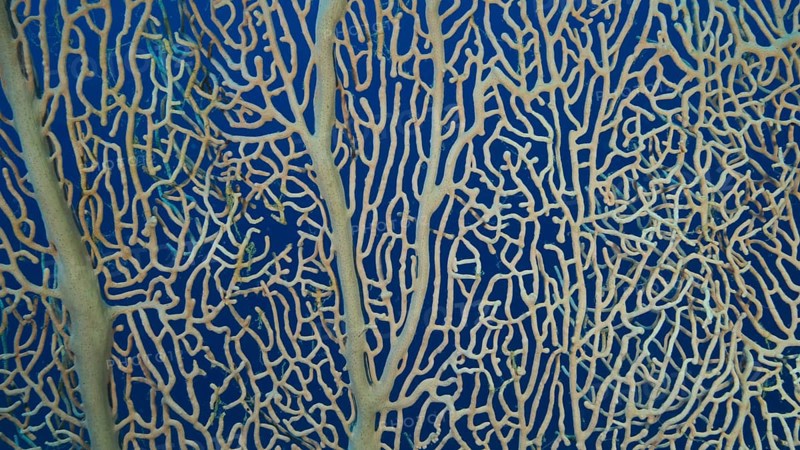 Details of the soft coral