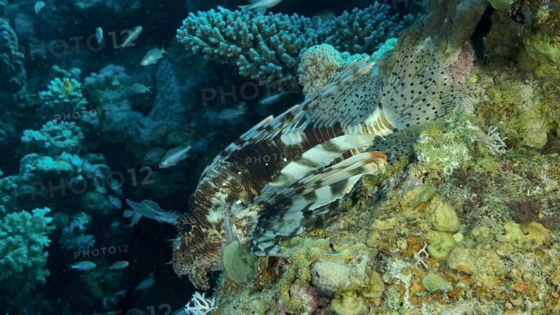 Large shoal of Miry's damselfish