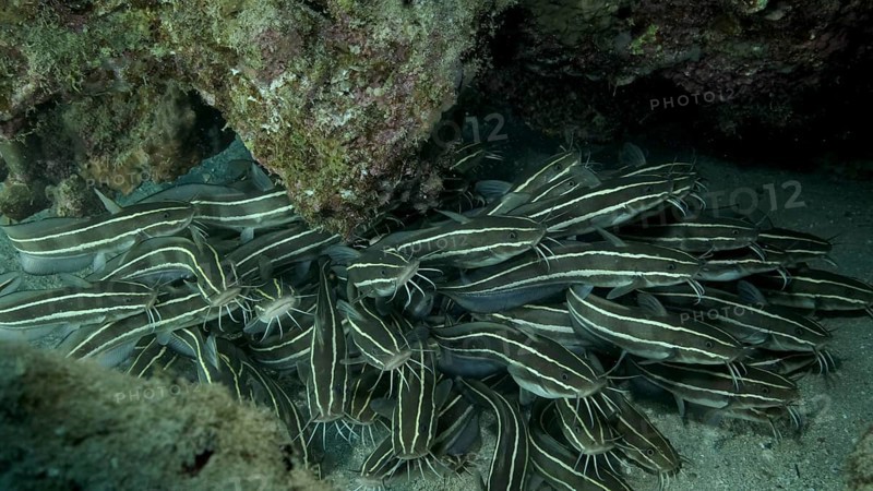 School of Striped Catfish are hiding inside a coral cave. Striped Eel Catfish
