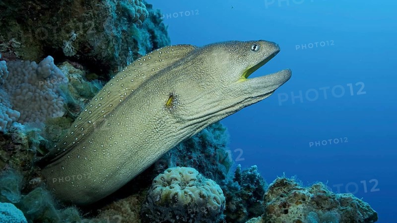 Close-up portrait of Moray with open mouth peeks out of its hiding place. Yellow-mouthed Moray Eel