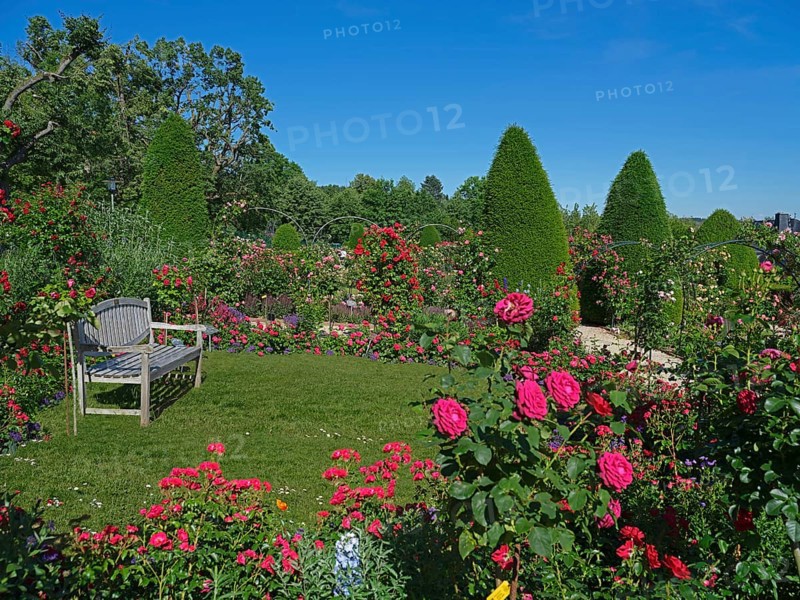 Rose garden