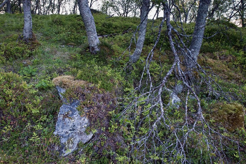 Morning light in the birch forest