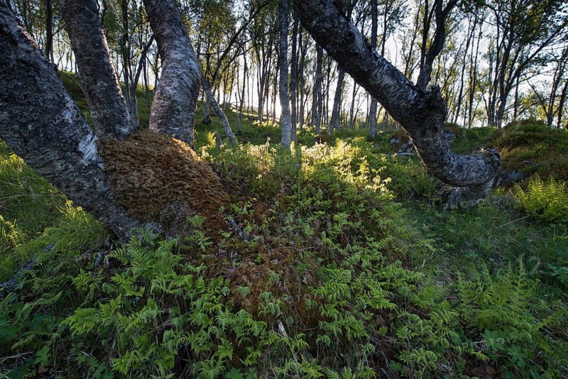 Morning light in the birch forest