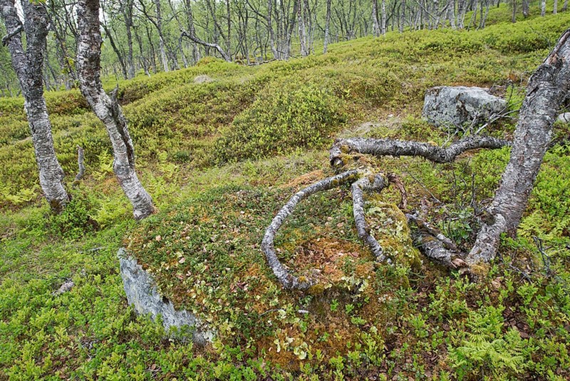 Birch