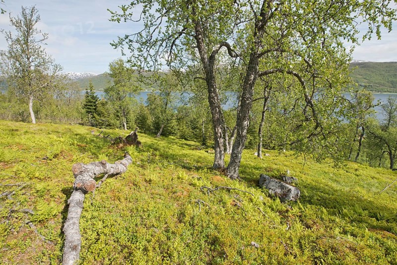 Birch