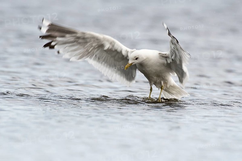 Common gull