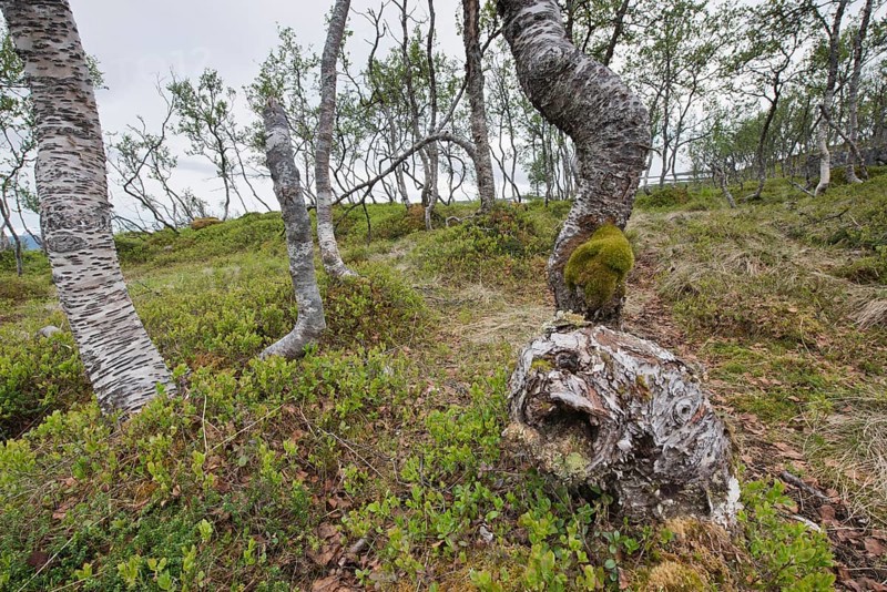 Birch