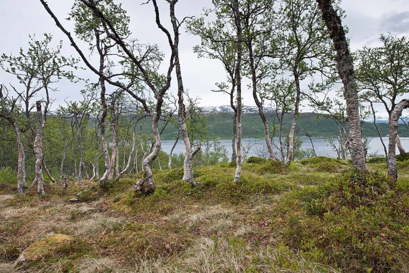 Birch