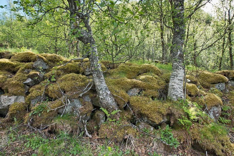 Mossy boulder wall with birch