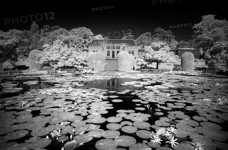 Water lily pond