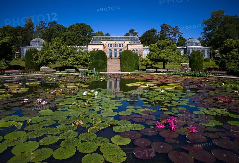 Water Lily Pond
