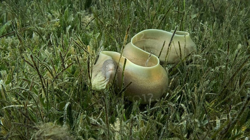 Close-up of Moray lie in green seagrass. Geometric moray