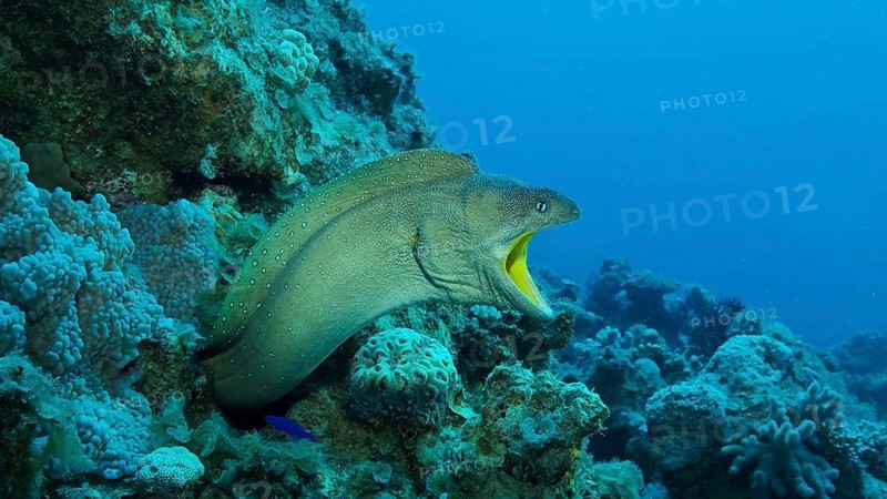 Close-up portrait of Moray with open mouth peeks out of its hiding place. Yellow-mouthed Moray Eel