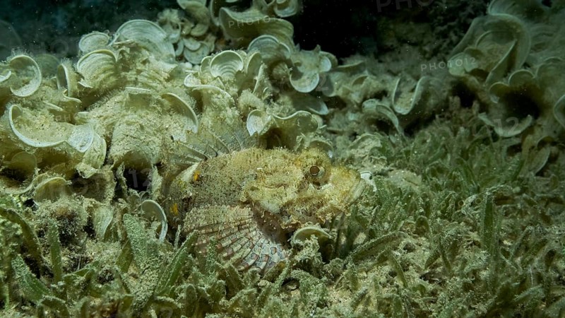 Close-up