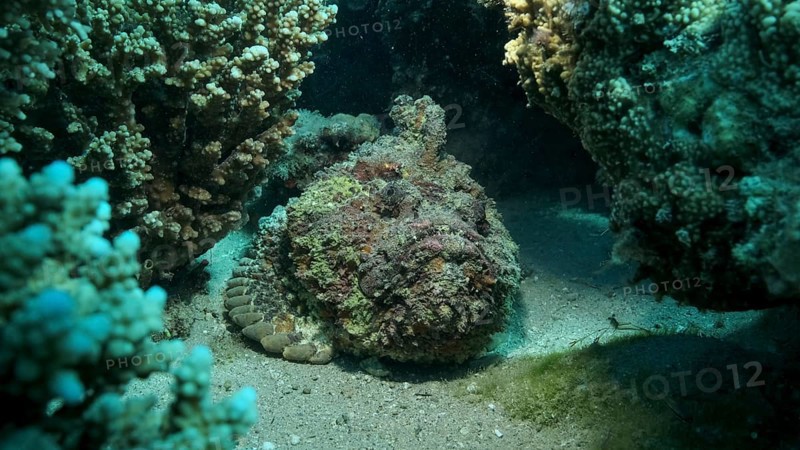 Close-up of the Stonefish on coral reef. Reef Stonefish