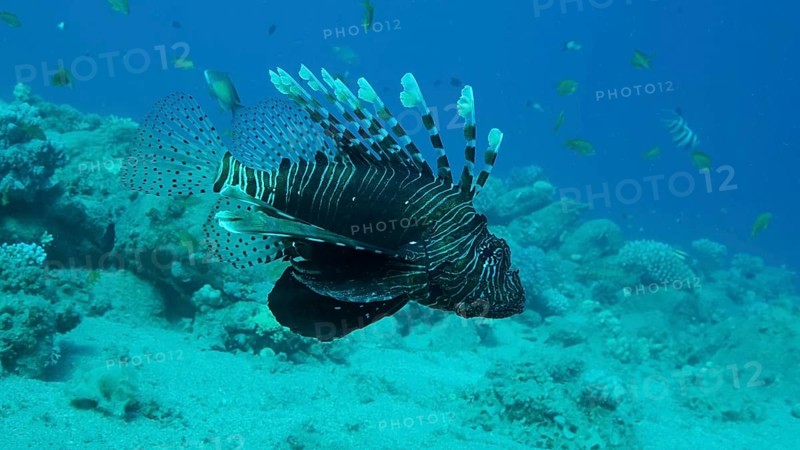Common Lionfish or Red