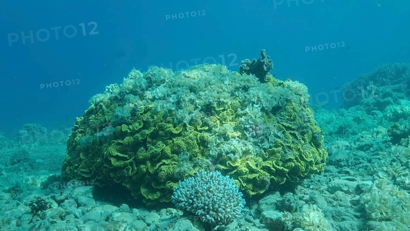 Once beautiful coral reef is overgrown with algae as a result of eutrophication
