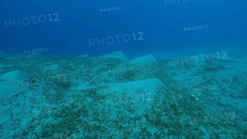 Sangy seabed covered with green seagrass. Underwater landscape with Halophila seagrass. Red sea