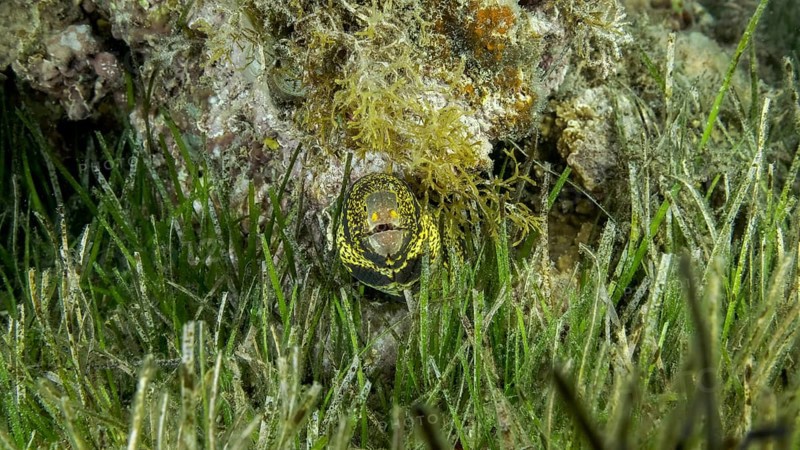 Close-up of Moray on coral reef. Snowflake moray