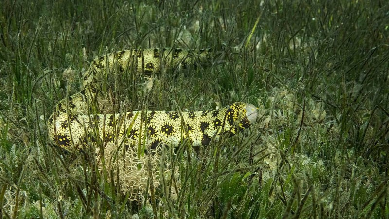 Close-up of Moray slowly swims in green seagrass. Snowflake moray