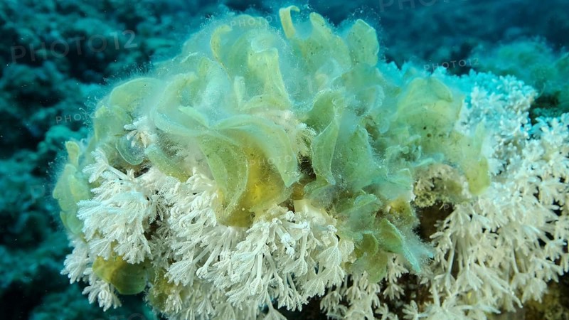 Brown alga