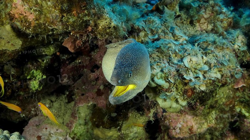Close-up portrait of Moray with open mouth peeks out of its hiding place. Yellow-mouthed Moray Eel