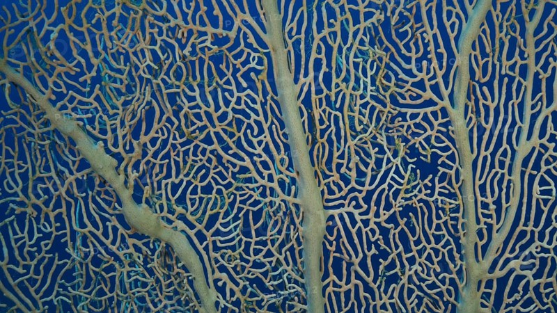 Details of the soft coral