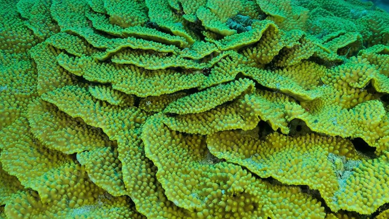 Details of the Lettuce coral or Yellow Scroll Coral