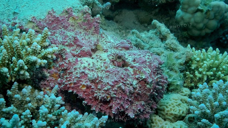 Close-up of pink Stonefish lies on corals. Reef Stonefish