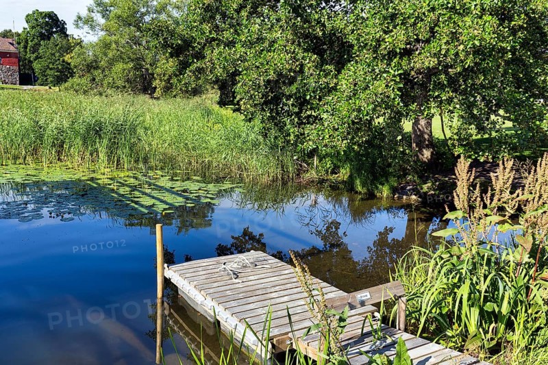 Small wooden jetty with reeds and water lilies