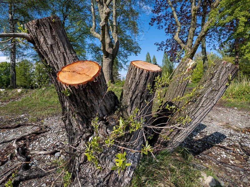 Tree stump on the shore of Untersee