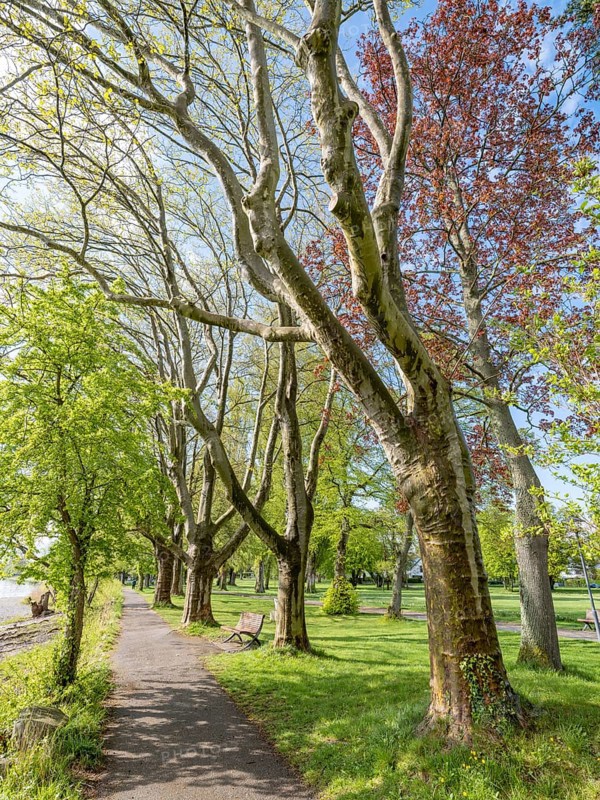 Trees in Mettnaupark