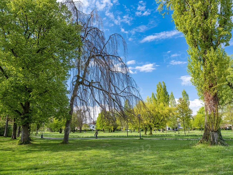 Trees in Mettnaupark