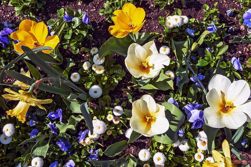 Tulips