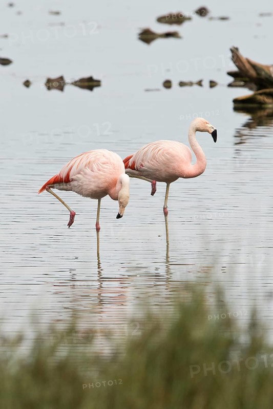 Chilean Flamingos
