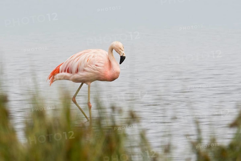 Chile flamingo