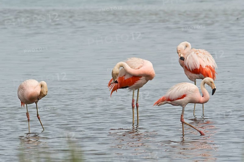 Chilean Flamingos