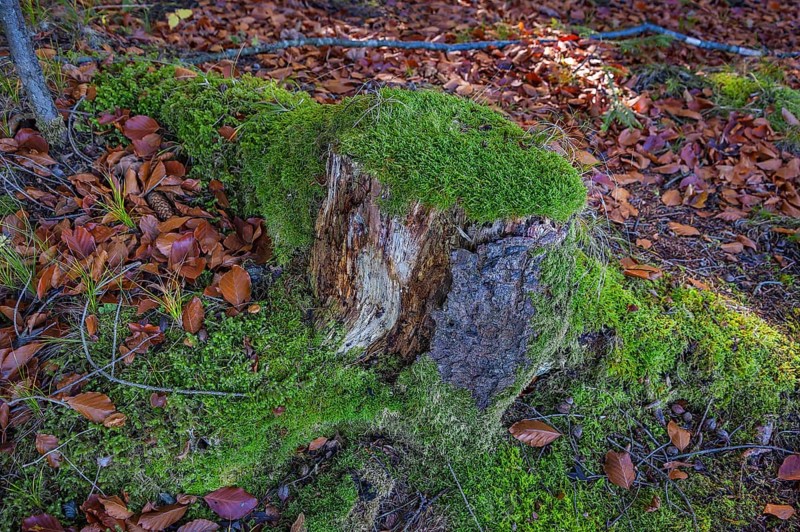 Mossy tree stump in autumn forest