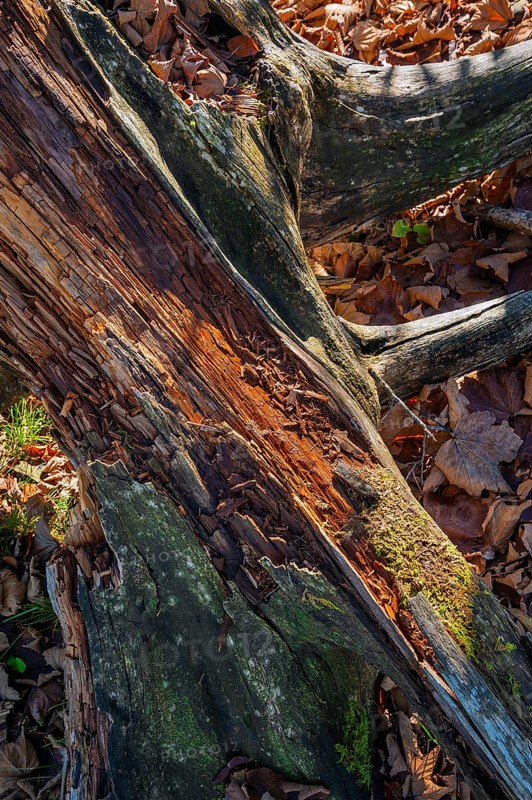 Broken tree stump