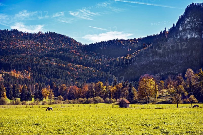 Autumn mixed forest