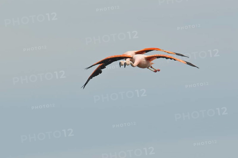Chilean Flamingos