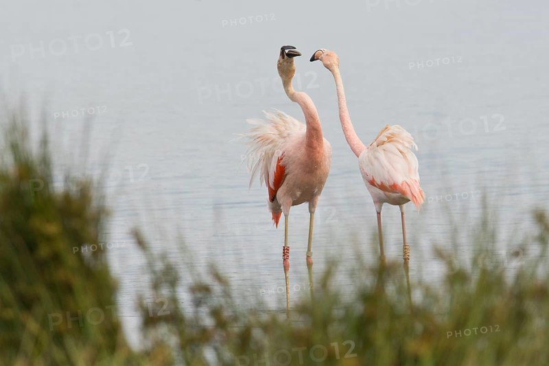 Chilean Flamingo