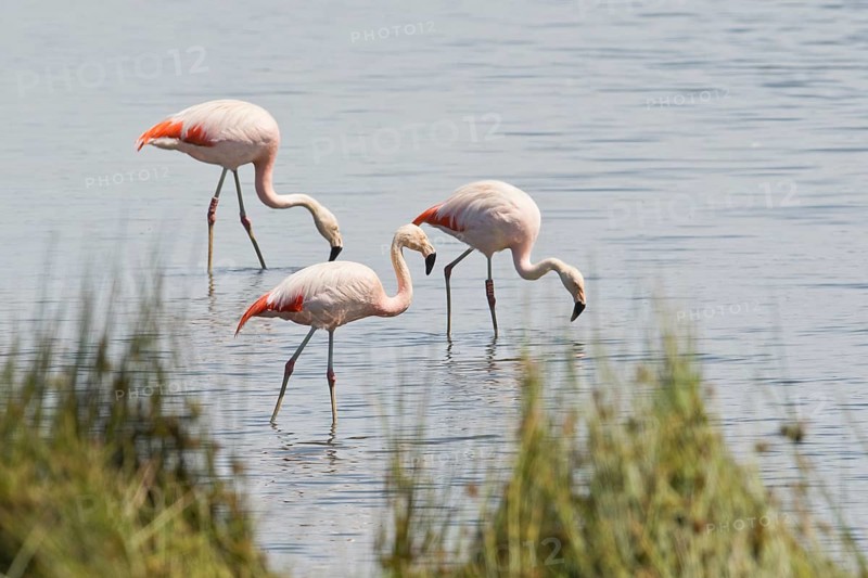 Chilean flamingo